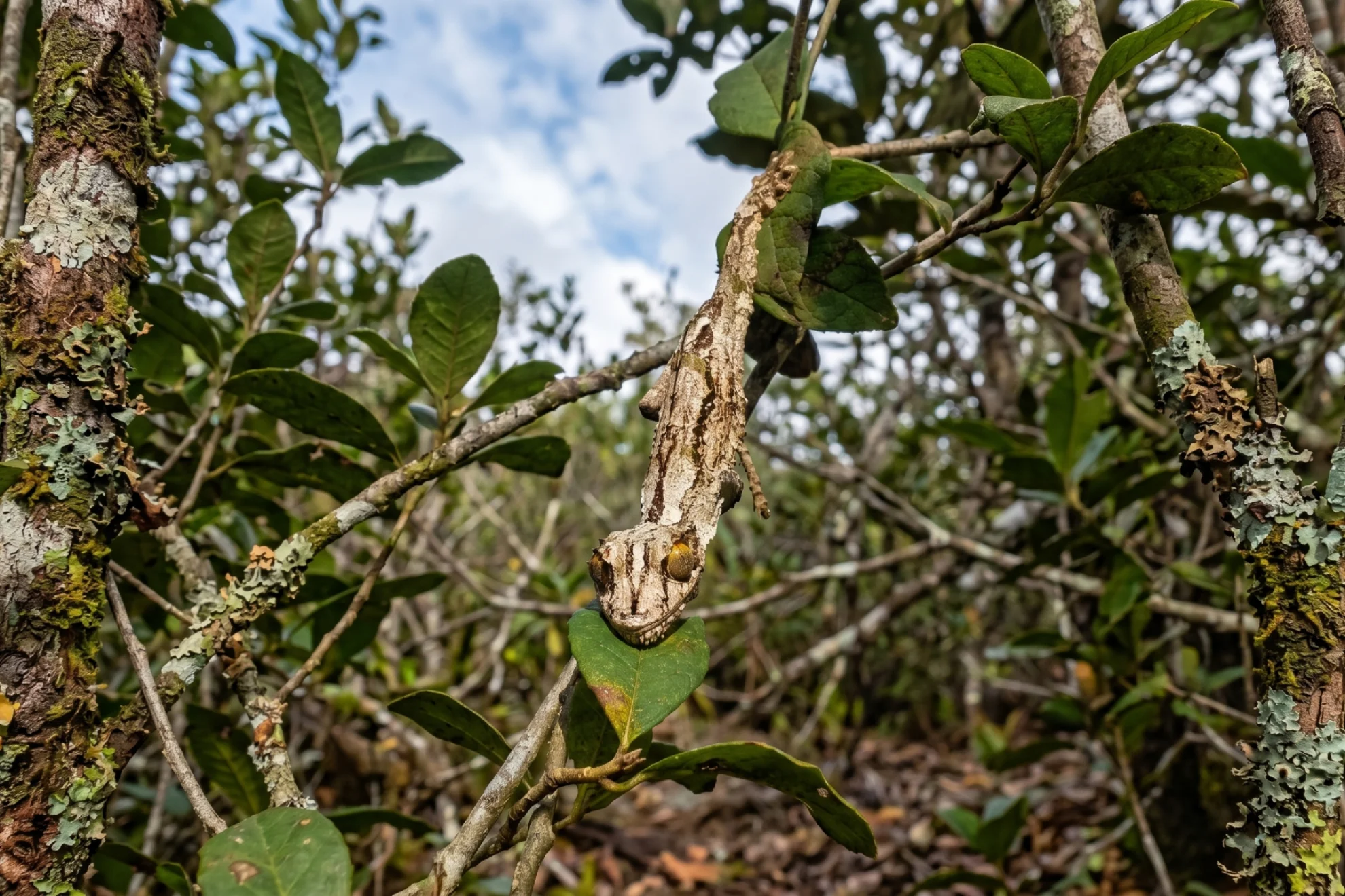 Ecovision slide (4-1)